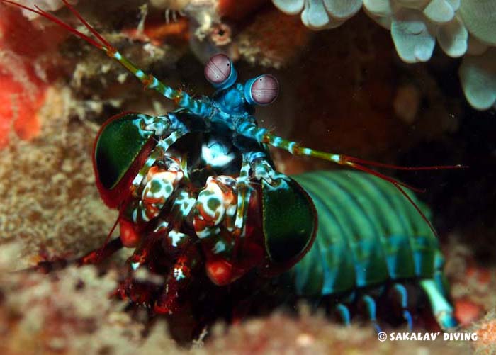 Madagascar diving site specificities